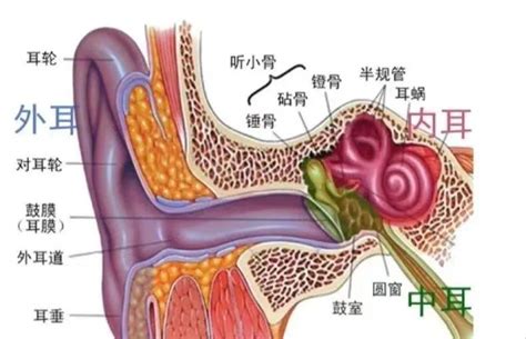 人的耳朵|耳解剖：附标记的图解 